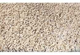 Gusanos: tipos, cebo y cebo.