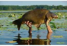 Carpfishing: Pesca, ¡qué pasión! - Todo lo que necesitas saber
