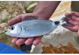 Pesca boloñesa en el mar: los mejores flotadores para la mirada