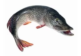 Pesca del Lucio: Características y cómo pescar