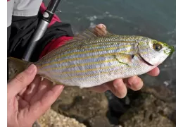 Pesca de la salpa: trucos y secretos para pescarla