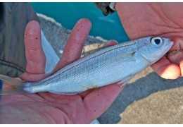 Pesca inglesa: consejos y el mejor equipo.