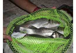 Pescando con boloñesa en el mar de noche.