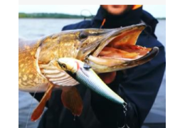 Umbría y la pesca con spinning