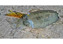 Cuándo pescar calamares, sepias y calamares