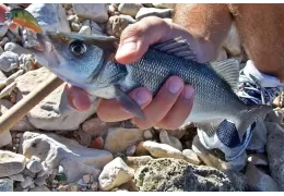 Sea Bass Spinning: cómo pescar lubina con esta técnica